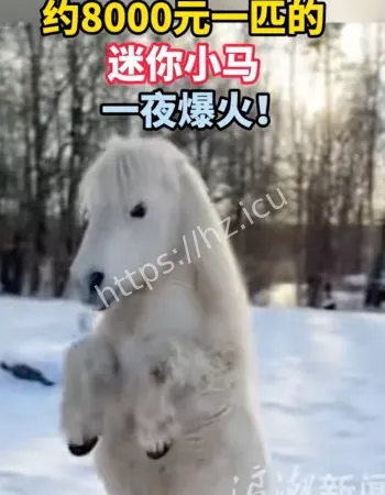 迷你小马一夜爆火